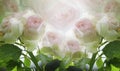 Floral summer white-pink beautiful background. A tender bouquet of roses with green leaves on the stem after the rain with drops Royalty Free Stock Photo