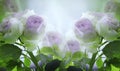 Floral summer white-violet-blue beautiful background. A tender bouquet of roses with green leaves on the stem after the rain wit