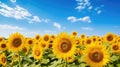 floral sunflower background