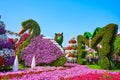 The floral swan installtion in Miracle Garden, Dubai, UAE