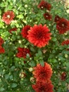 Red Burgundy Chrysanthemum