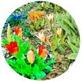 Floral symbol Yin-Yang. Flower bed of tulips watercolor. Pattern of Yin-Yang symbol from plants in oriental style. Yin Yang symbol Royalty Free Stock Photo