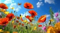 Floral Symphony: Poppies, Butterfly, and the Azure Sky Royalty Free Stock Photo