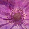 Floral texture - lilac