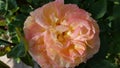 Floral texture of pink orange color rose closeup on dark blurry background. Top view of luxuriant petals of gorgeous rosy flower Royalty Free Stock Photo