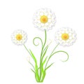 Bouquet of white flowers. Royalty Free Stock Photo