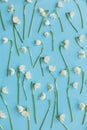Floral trendy pattern. White spring flowers on blue flat lay. Hello spring. Stylish greeting card. Happy womens day concept. Happy Royalty Free Stock Photo