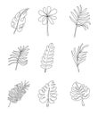 Floral tropical branch of palm in line art style. Fern, monstera leaves for invitation, poster, logo.
