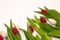 Floral tulips background with copy space. Red and white buttoms isolated on white background. Happy Valentine`s Day, Internationa