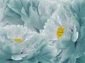 Floral turquoise background. Flowers and petals of a turquoise peonies close up. Royalty Free Stock Photo