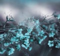 Floral turquoise-gray beautiful background. Forest turquoise flowers on a blurred background. Soft focus.