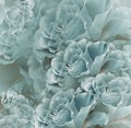 Floral turquoise-white beautiful background. Flower composition. Bouquet of flowers from light purple roses. Close-up. Royalty Free Stock Photo