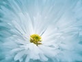 Floral turquoise-white beautiful background. A flower of a white chrysanthemum against a background of light blue petals. Close-up Royalty Free Stock Photo