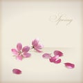 Floral vector cherry blossom flowers spring design Royalty Free Stock Photo