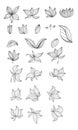 Floral vector monochromatic outlined elements