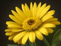 Floral Vibrant Yellow Color Daisy Flower In Dark Background. Ai Generated