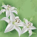 Floral vintage background with flower lily Royalty Free Stock Photo