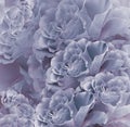 Floral vintage blue-pink beautiful background. Flower composition. Bouquet of flowers from blue roses. Close-up. Royalty Free Stock Photo