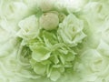 Floral vintage  green background Royalty Free Stock Photo