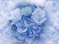 Floral vintage light blue background.  Wallpapers of flowers light blue peony and roses. Flower composition. Close-up. Royalty Free Stock Photo