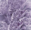 Floral vintage purple beautiful background. Flower composition. Bouquet of flowers from violet roses. Close-up. Royalty Free Stock Photo