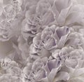 Floral vintage white-violet beautiful background. Flower composition. Bouquet of flowers from violet roses. Close-up. Royalty Free Stock Photo