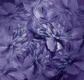 Floral violet background. Bouquet of flowers of peonies. Purple petals of the peony flower. Close-up. Royalty Free Stock Photo
