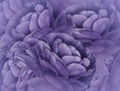 Floral violet background. A bouquet of purple flowers. Close-up. floral collage. Flower composition. Royalty Free Stock Photo
