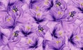 Floral violet background of flowers of hippeastrum. Floral wallpaper.