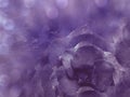 Floral violet background from rose. Flowers composition. A flower of a purple rose on a transparent blue background bokeh. Royalty Free Stock Photo