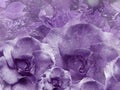 Floral violet background from roses. Flower composition. Flowers with water droplets on petals. Close-up. Royalty Free Stock Photo