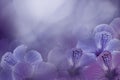 Floral violet-blue background from a Hibiscus. Flowers composition. Chinese rose flowers on a purple background.