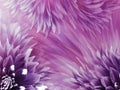 Floral violet-purple background. Flowers dahlias close-up on a bright pink background. Flowers composition. Royalty Free Stock Photo