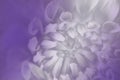 Floral violet-white background. Background of a dahlia flower close-up. Macro. Royalty Free Stock Photo