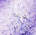 Floral violet-white background. Bouquet of flowers of peonies. Pink-white petals of the peony flower. Close-up. Royalty Free Stock Photo