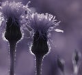 Floral violet-white background. Wildflowers in the sun`s rays. Close-up. Soft focus. Royalty Free Stock Photo