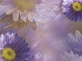 Floral violet-white beautiful background of daisy. Wallpapers of flowers purple-yellow Chamomile. Flower composition. Royalty Free Stock Photo