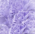 Floral violet-white beautiful background. Flower composition. Bouquet of flowers from light purple roses. Close-up. Royalty Free Stock Photo