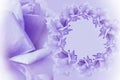 Floral violet-white beautiful background. Flower composition. Frame of violet-pink flowers roses on light violet background. Rose Royalty Free Stock Photo