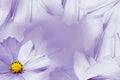 Floral violet-white beautiful background. Flower composition. White-violet flower daisy. Petals of flowers close-up. Royalty Free Stock Photo