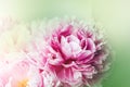 Floral wallpaper, background from flower petals. Trend colors pink and green. Beauty peony, peonies, roses flowers. Bloom love con