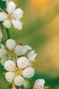 Delicate natural background in green and yellow tones. White apricot flowers in spring in nature. Apricot flowers Royalty Free Stock Photo