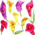 Floral watercolor Calla set on white background