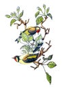 Vector Stock Illustration Of Couple Bird On Apple Branch, White Blossom Spring Flower, Green Leaves. Floral Watercolor