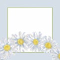 Daisy Wreaths, Shadow, and Square Frame Isolated on White. Royalty Free Stock Photo