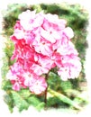 Floral watercolor phlox