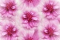 Floral watercolor pink background. Flowers daisies close-up on a light pink background. Flowers composition.