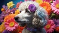 Floral Whimsy: Poodle\'s Playful Frolic Amongst Vibrant and Lively Garden Flowers