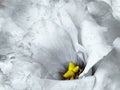 Floral white  background. Flowers and petals of a  white roses.  Close-up. Royalty Free Stock Photo