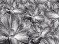 Floral white-black background. A bouquet of cloves flowers. Close-up. Flower composition. Nature Royalty Free Stock Photo